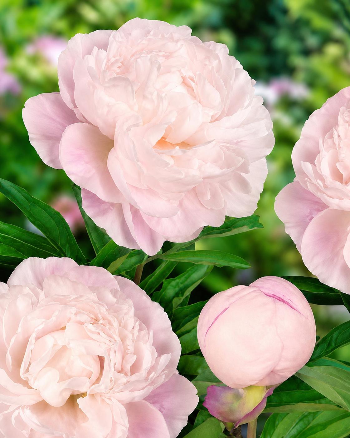 Gardenia