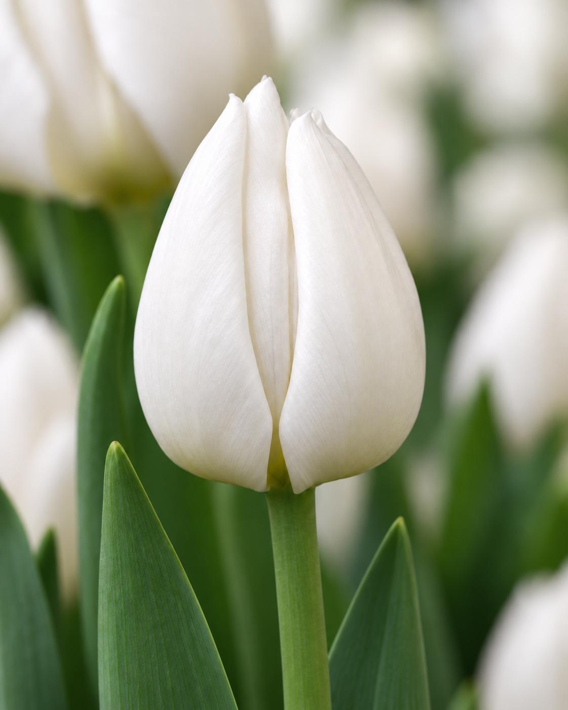 White Marvel