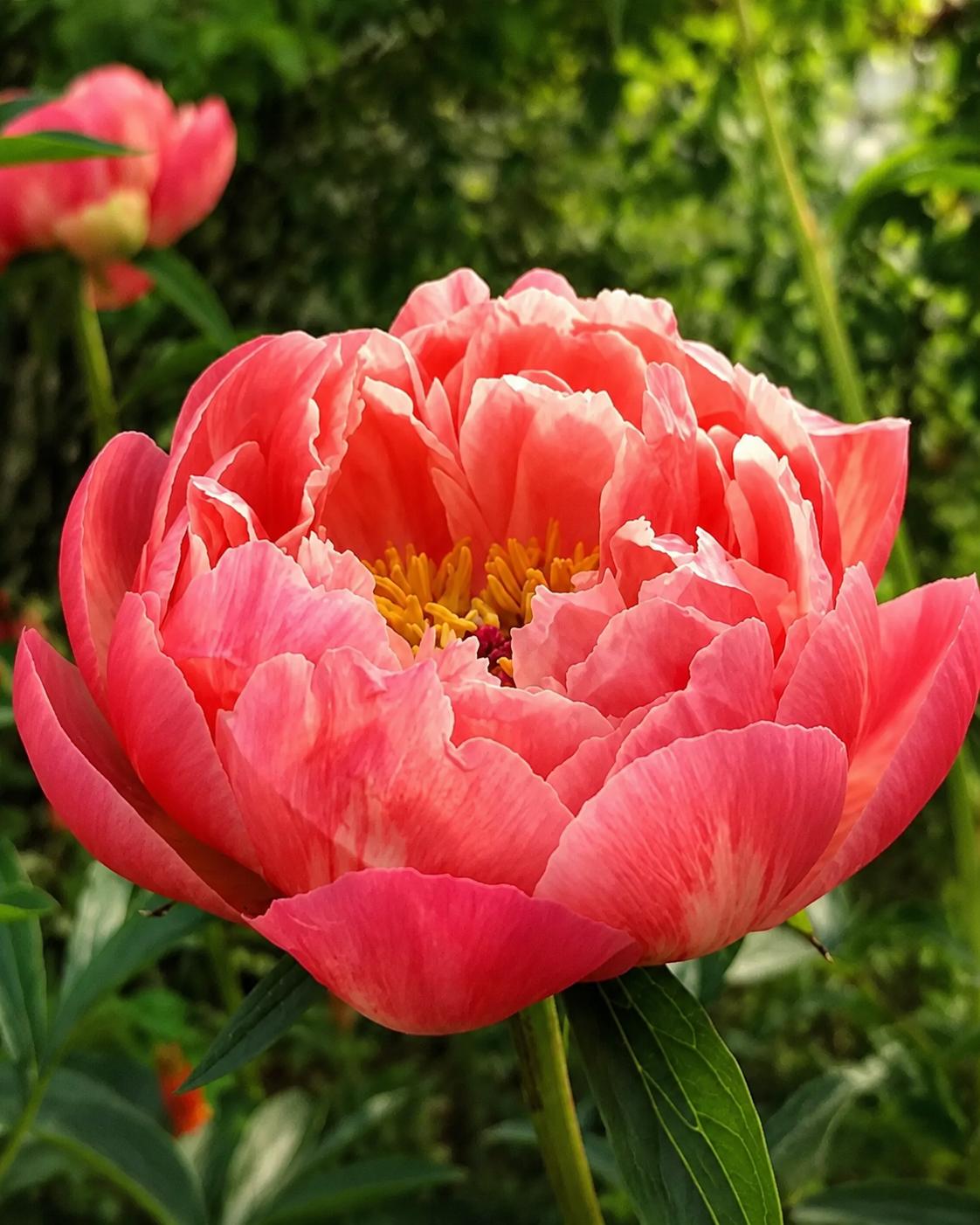 Coral Charm