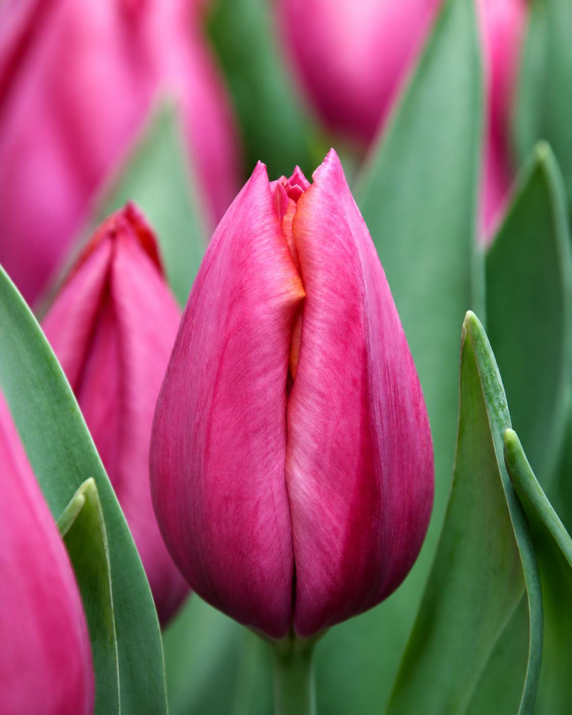 Pink Pajado
