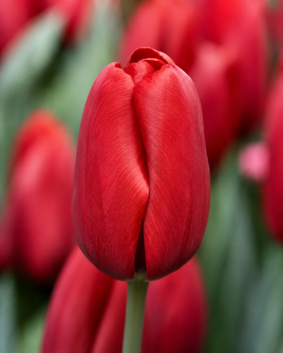 Red Angel