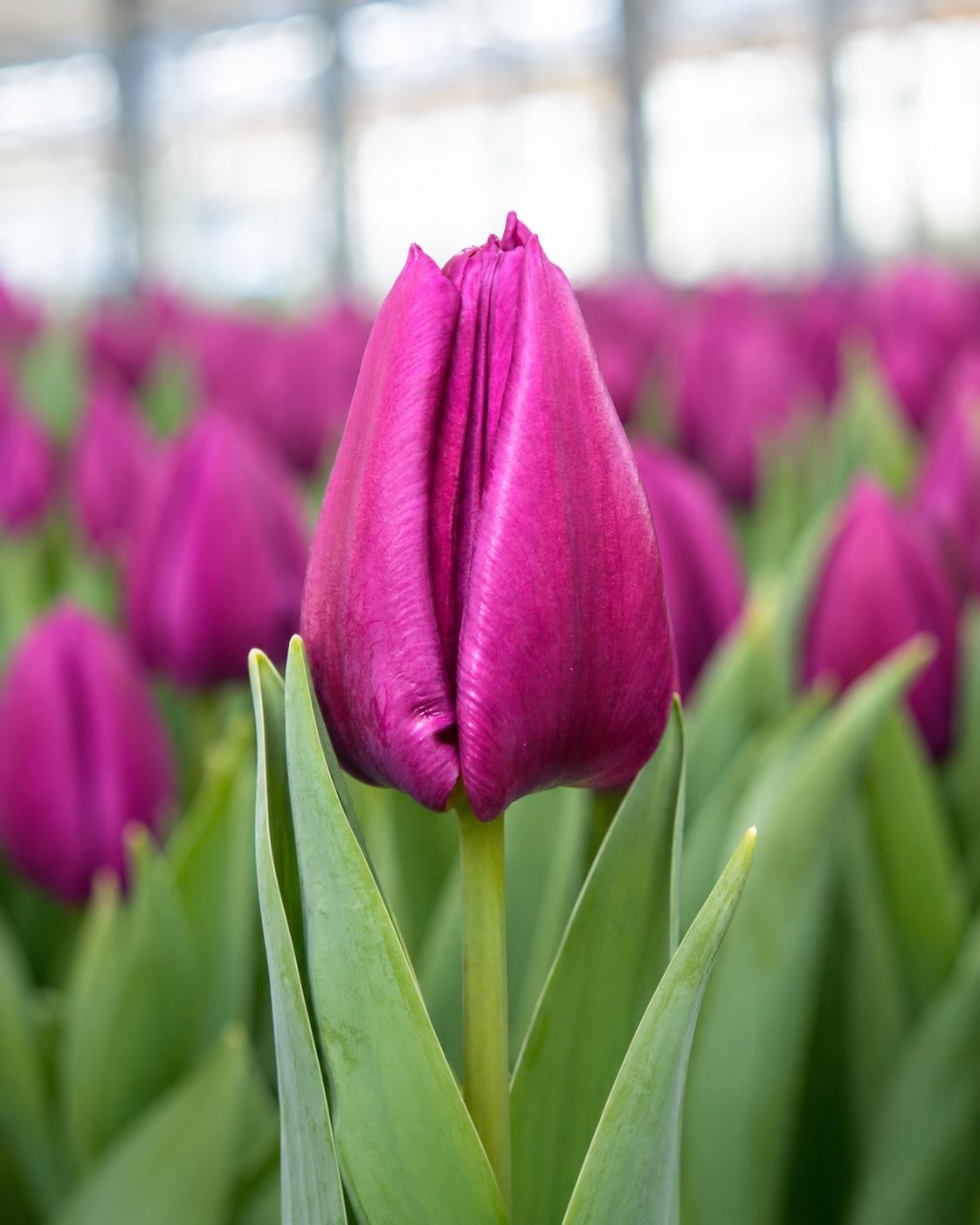 Purple Influence