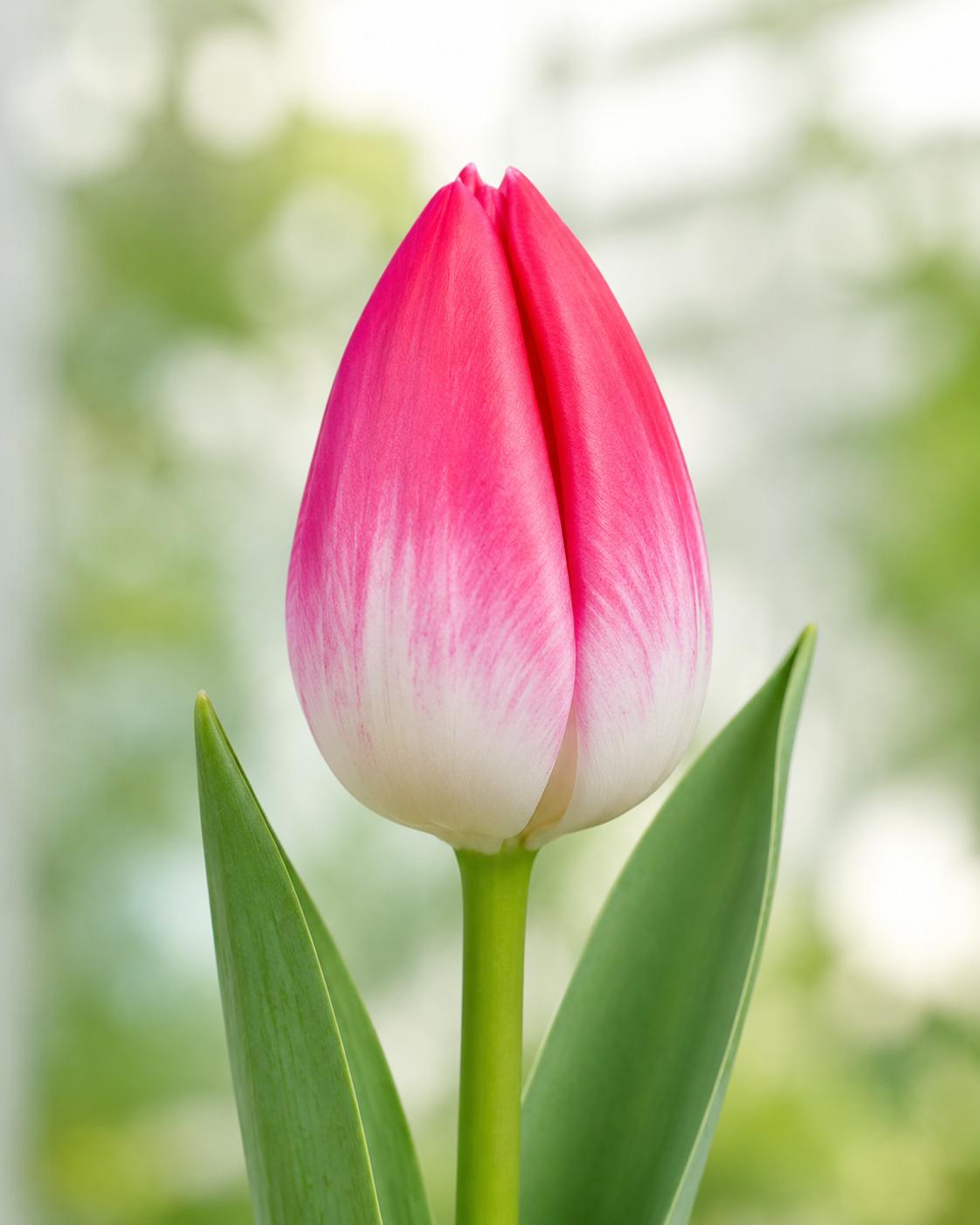 Bolroyal Pink