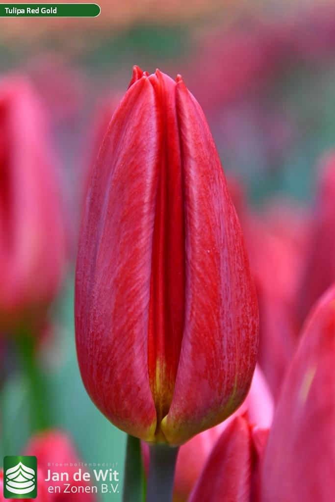 Red Gold