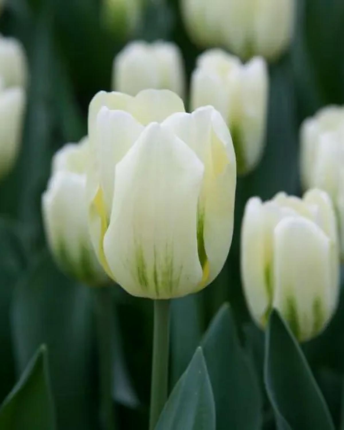 White Flight