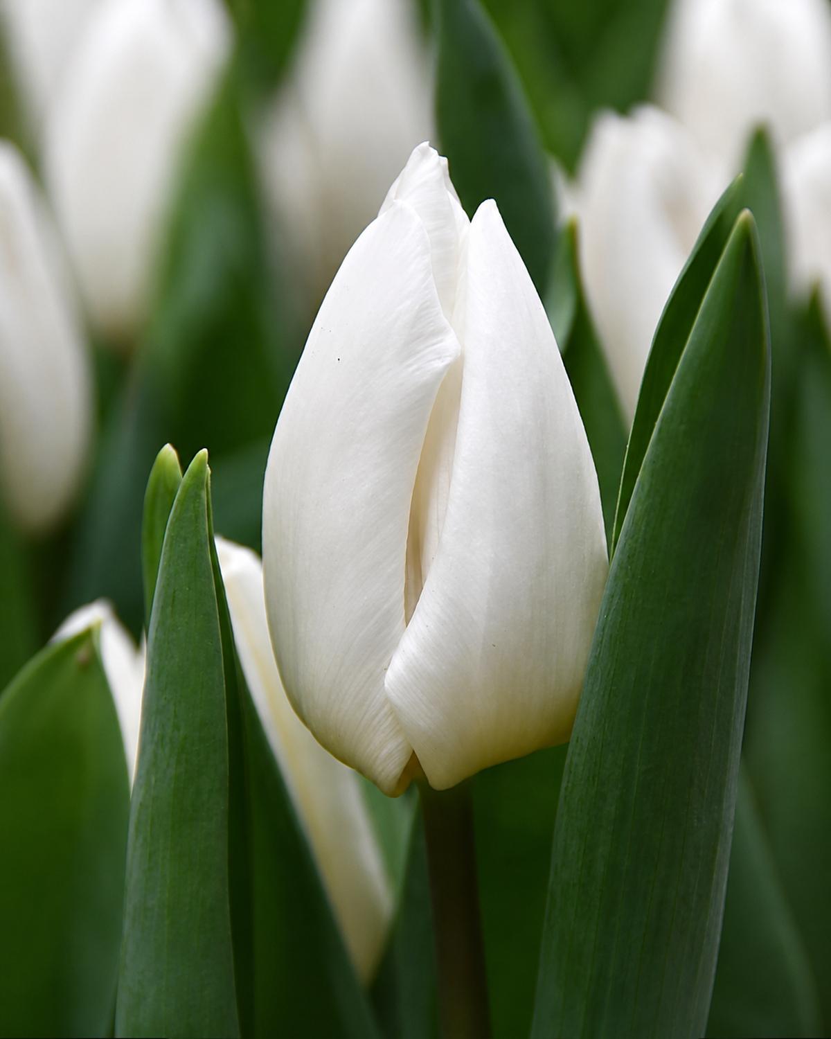 White Prince