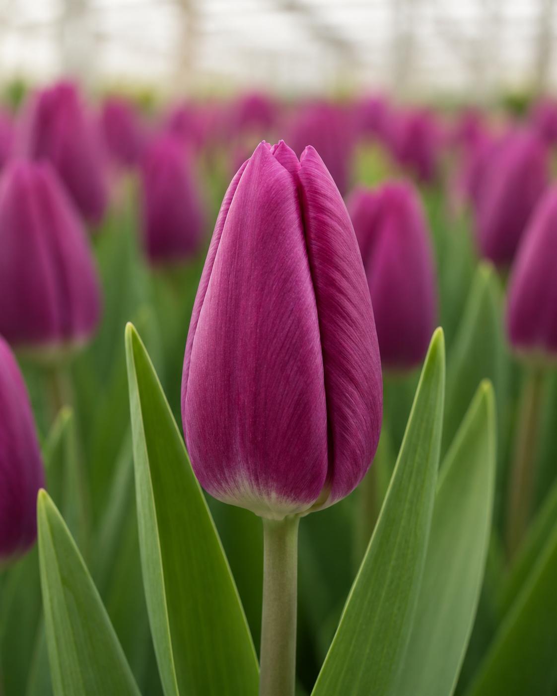 Purple Desire