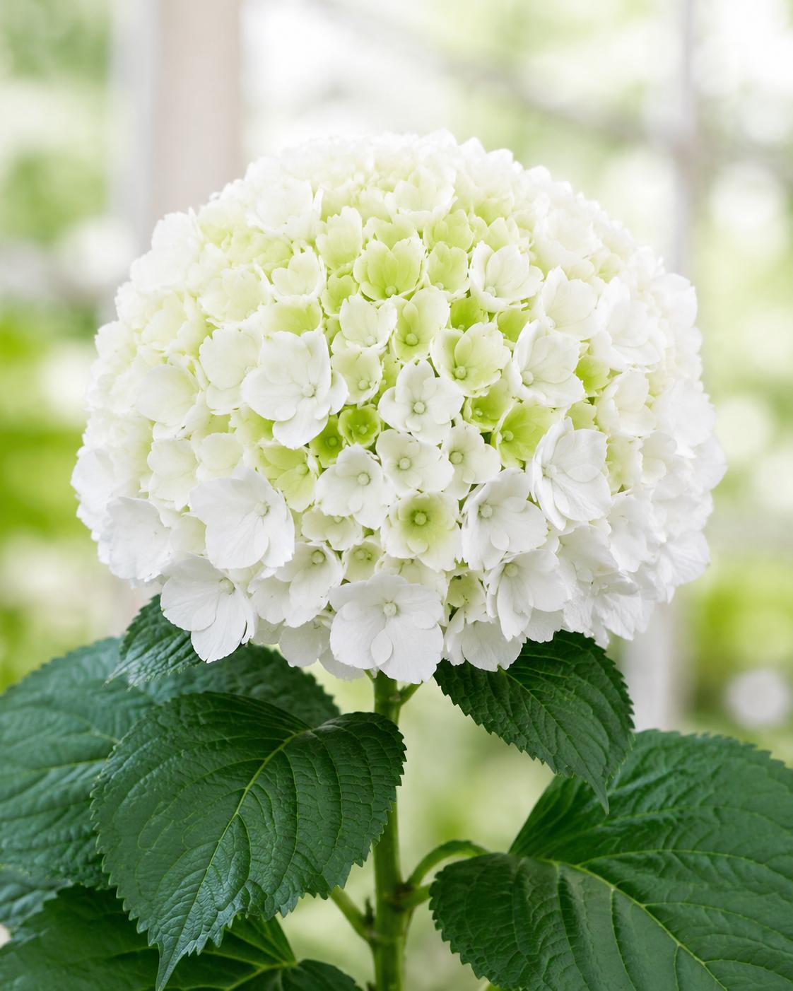 Snowball