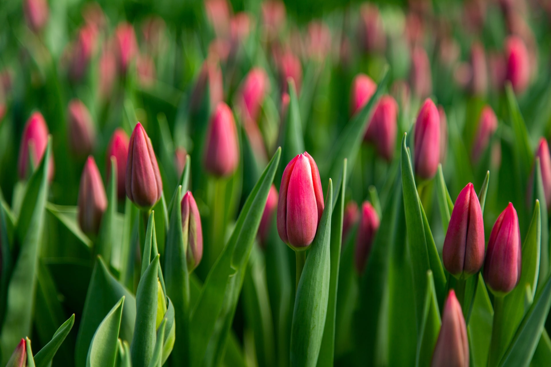 tulips2