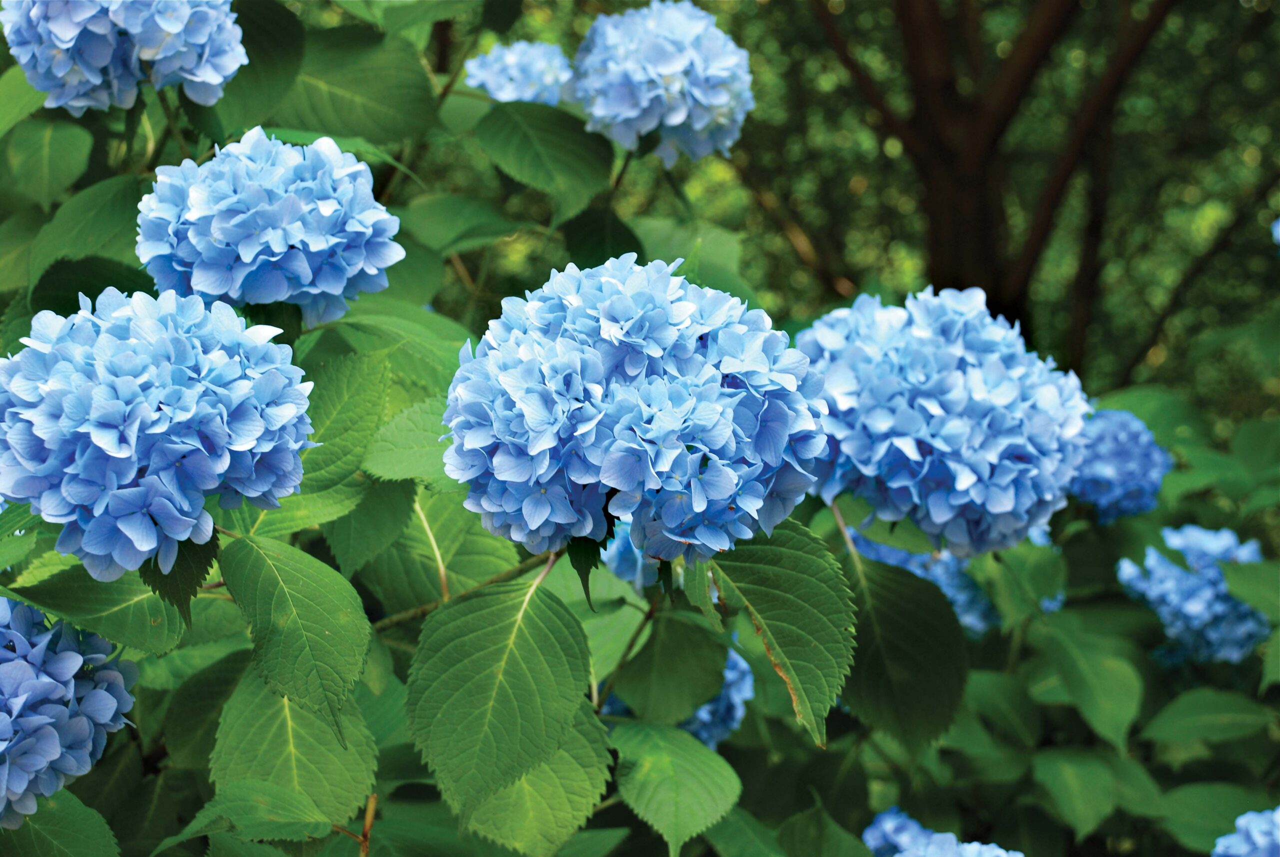 hydrangeas