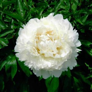 Paeonia Dr F.G.Brethour